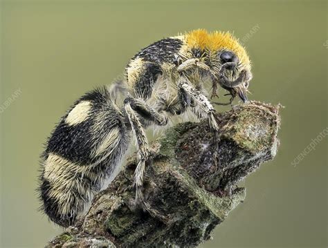 Velvet ant - Stock Image - C018/2467 - Science Photo Library