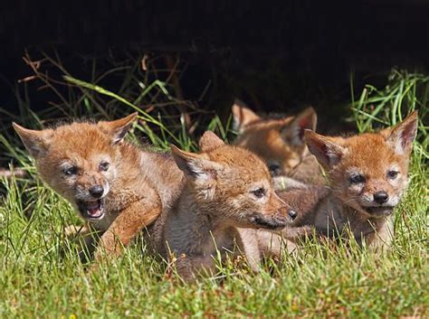 Coyote Pups by Peggy Collins | Coyote pup, Animals friends, Baby animals