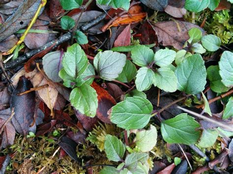 YERBA BUENA~ A NATIVE MINT FAMILY MEMBER REVEALS THE BENEFITS OF LISTENING TO A PLANT - www ...