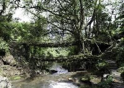 Umshiang Double-Decker Root Bridge - An Introduction to Bridges