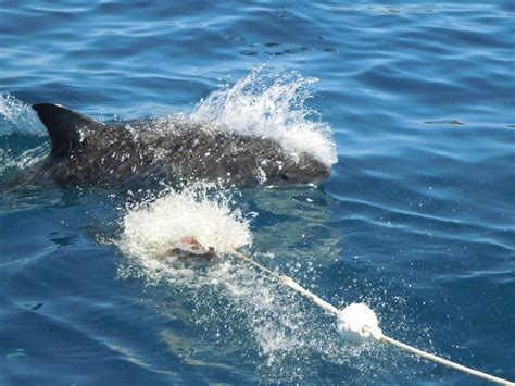 Around Down Under: Port Lincoln - Shark Cage Diving!