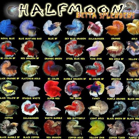 Betta fish form: Types of Halfmoon betta fish