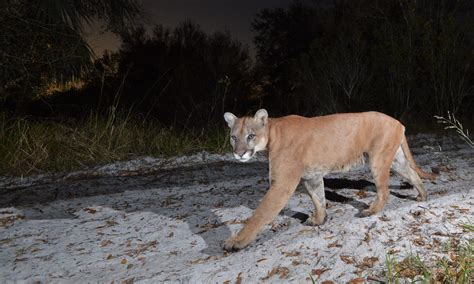 Florida Panther | Defenders of Wildlife