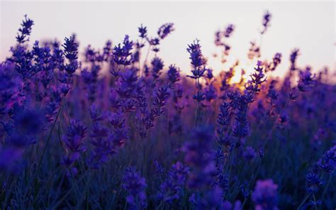 Lavender Flower Wallpaper (70+ pictures)