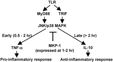 Dynamic regulation of pro- and anti-inflammatory cytokines by MAPK phosphatase 1 (MKP-1) in ...