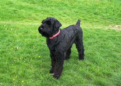 About Dog Black Russian Terrier: Basics of Black Russian Terrier Training