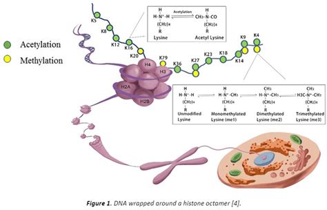 What is Epigenetics?