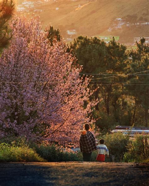 Cherry Blossom Season, Shillong | India travel, Places to visit, Travel ...