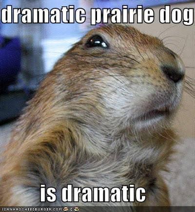 50+ Prairie Dog Memes