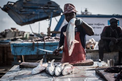 Somali Fishermen Struggle to Compete with Foreign Fishing Boats