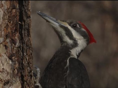 Female Pileated Woodpecker