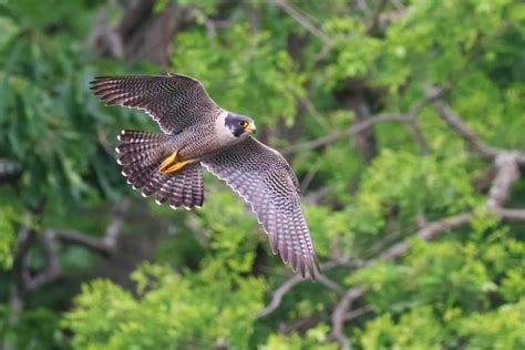 Soaring to Success: Peregrine Falcon Conservation | Mass.gov