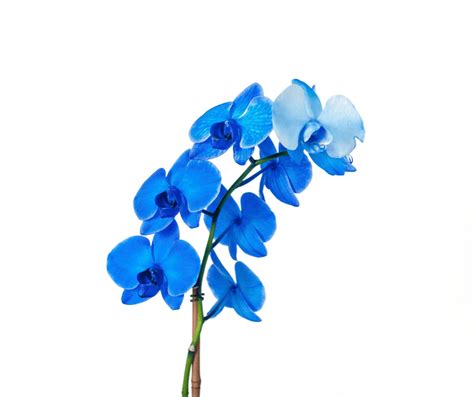 Blue Orchid Flower Meaning Symbolism: Explained