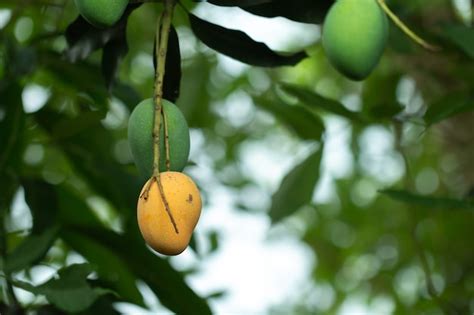 Mango fresco y maduro en el árbol, fruta de verano en el árbol | Foto Premium