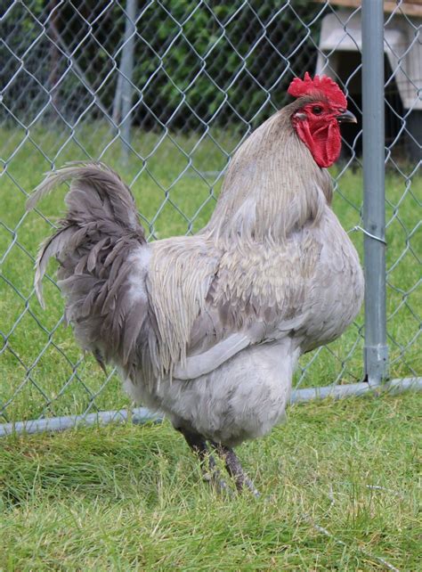 Which Lavender Orpington Rooster should I keep? | BackYard Chickens