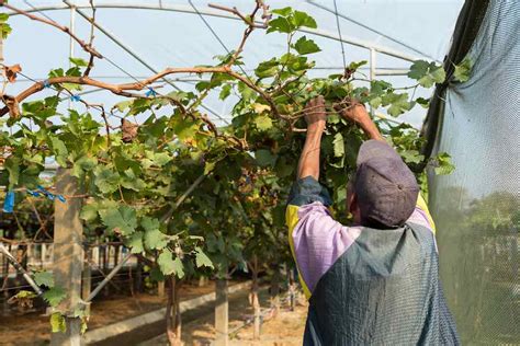 How to Prune Grape Vines - Minneopa Orchards