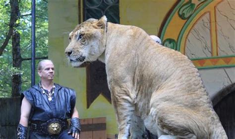 Hercules the Liger is 6 (Six) Feet Tall