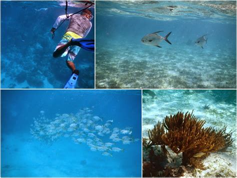 Where to Snorkel in San Pedro Belize | An In-Depth Guide