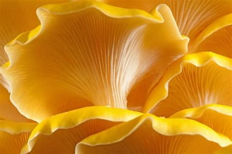 5 Health Benefits of Golden Oyster Mushrooms - Mushroom Health Guide