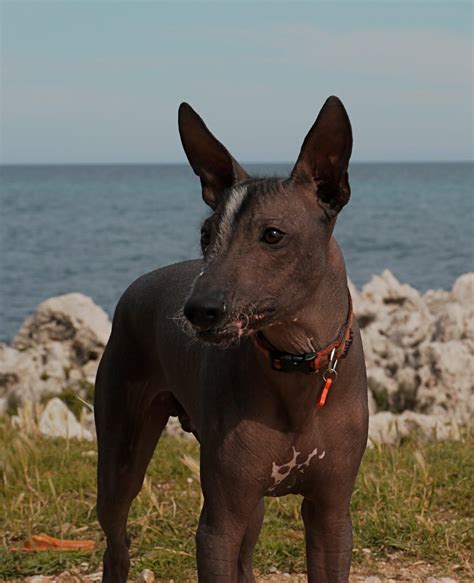 Peruvian Hairless Dog Wallpapers HD Download