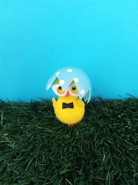 Cute Little Easter Chick Wearing Half an Egg Shell As a Hat on Grass ...