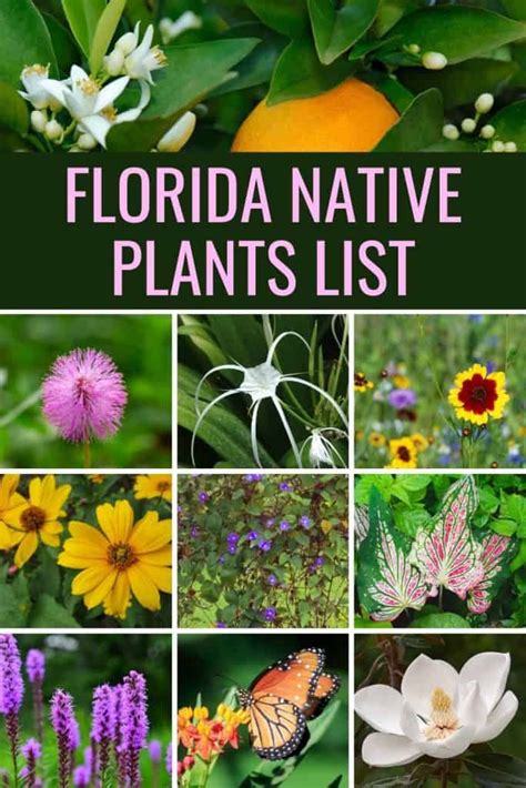 Florida Native Plants List - 10 Flowers That Bloom With Beauty