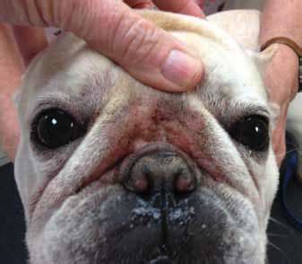 french bulldog health issues - Happy French Bulldog