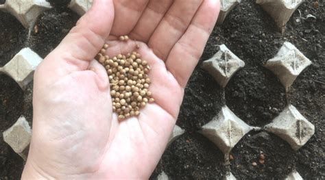 How to Grow Coriander: Cilantro’s Satisfying Seeds - Backyard Boss