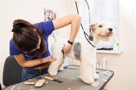 Best Grooming Tips for Your Pet from Professionals - DogExpress