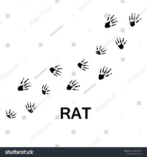 Rat Foot Print Vector Animal Paw Stock Vector (Royalty Free) 2260600337 | Shutterstock