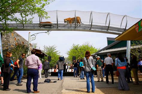 Tigers can now roam outside exhibits at Philadelphia Zoo