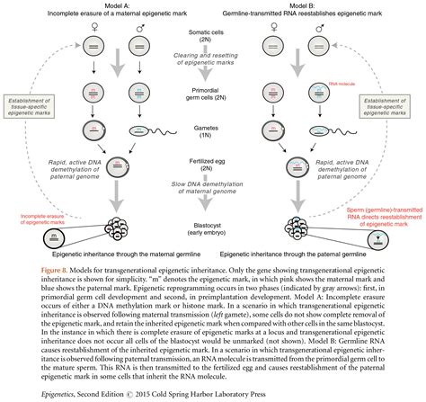 The Use of Mouse Models to Study Epigenetics