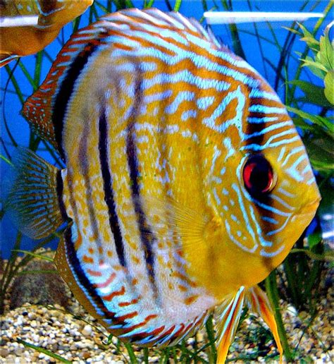 Colorful Discus Fishes | hubpages