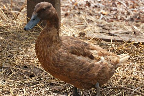 Duck Breeds for Backyard Flocks | HGTV