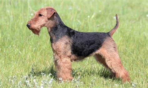 Welsh Terrier Dog Breed Info | Temperament, Nutrition, Grooming, Needs