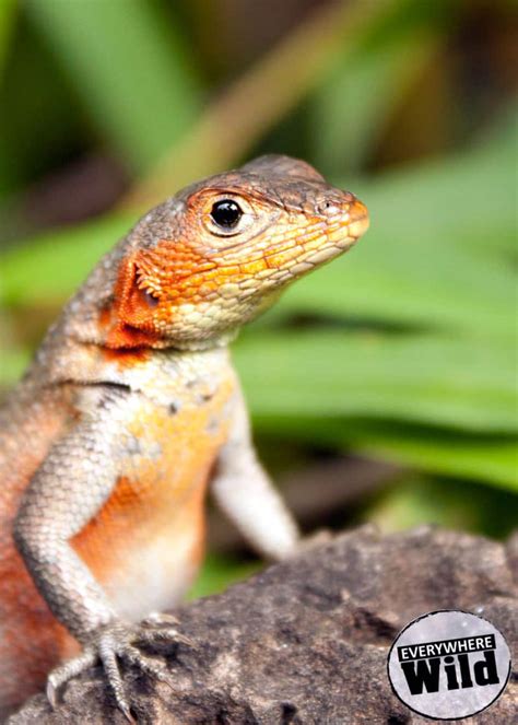 7 Crazy Galapagos Lava Lizard Facts | Everywhere Wild