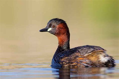 Little Grebe | Bird Identification Guide | Bird Spot