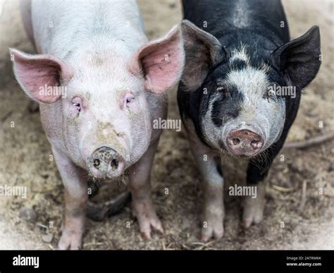 Two pigs on a farm looking at the camera; Armstrong, British Columbia ...