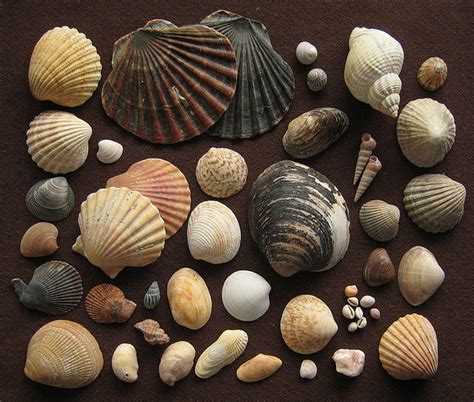 Home Décor: Seashore and Sea Shell Theme | hubpages