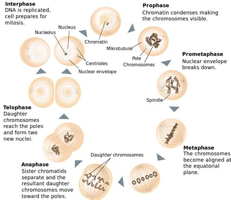 Mitosis And Meiosis Comparison Worksheets