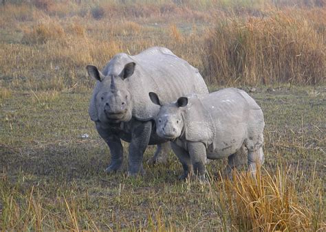 Visit Kaziranga National Park in India | Audley Travel