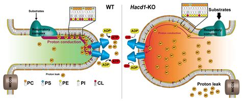 Membranes | Free Full-Text | Mitochondrial Cristae Architecture and ...