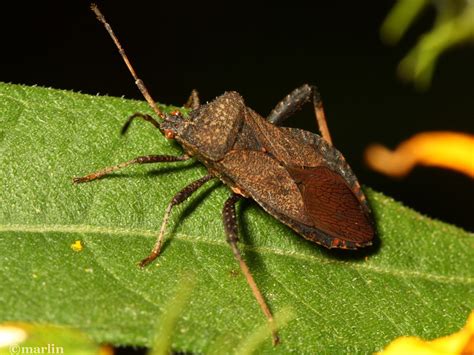 Leaf-Footed Bugs - North American Insects & Spiders