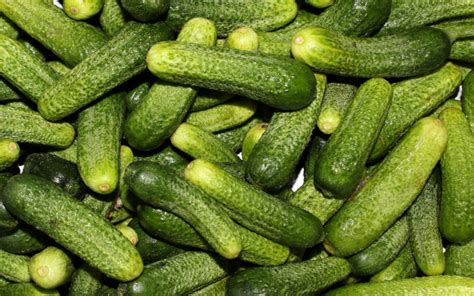 How Are Pickles Made? | Wonderopolis