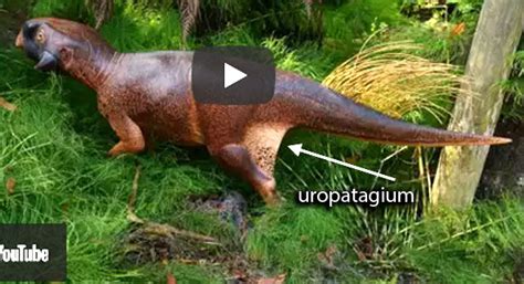 Psittacosaurus fossil preserves uropatagia, convergent with Sharovipteryx | The Pterosaur Heresies