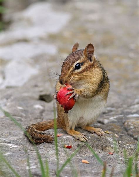 How To Stop Chipmunks From Eating Tomatoes? [2 Best Ways]