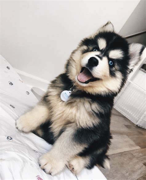 Husky teacup pomeranian/Teacup pomeranian husky