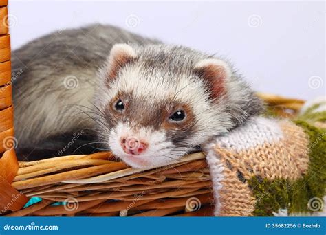 Sable ferret in basket stock photo. Image of playful - 35682256