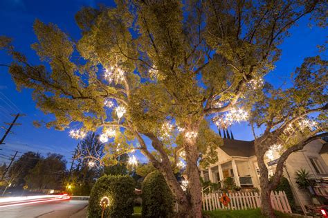 The story of the magical chandelier tree of Silver Lake - Curbed LA