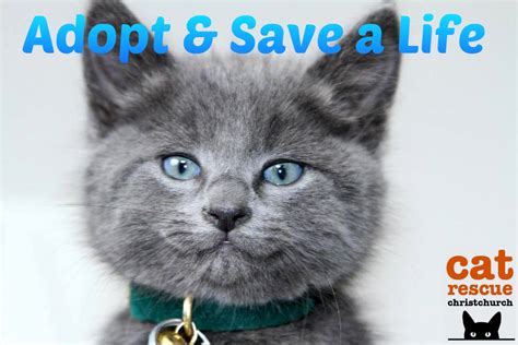 Adopt a Cat – Cat Rescue Christchurch Charitable Trust